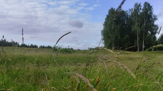 Swaying green grass on the Wind on blue cloudy Sky background - Russian nature landscape