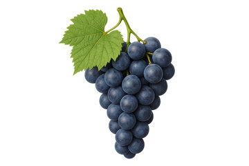 Obraz premium Bunch of fresh purple grapes hanging with green leaf on transparent background