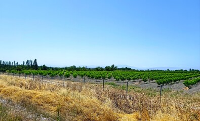 Fototapeta premium peach farm in the country side in summer