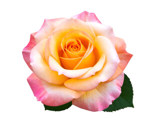Exquisite bi-color rose in full bloom displays its captivating gradient of warm yellow and gentle pink.