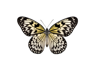 A beautiful Paper Kite butterfly with striking black and white patterns gracefully displays its delicate wings.