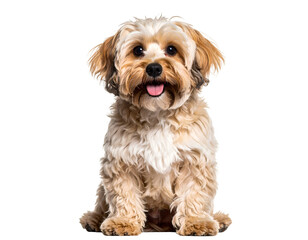 A charming fluffy Havanese dog sits attentively, looking directly at the viewer with a happy expression.