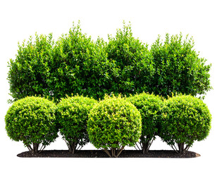 A vibrant display of lush green garden bushes and neatly trimmed hedges creates a beautiful natural border.