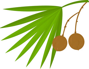 Two earthy brown coconuts hang from a sturdy branch amidst the fresh green leaves of a tropical palm.