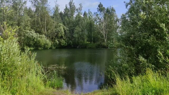 Forest pond at Summer day - Russian nature landscape