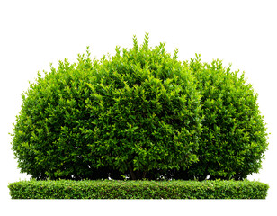A vibrant display of healthy green garden bushes and a manicured hedge offers natural beauty.