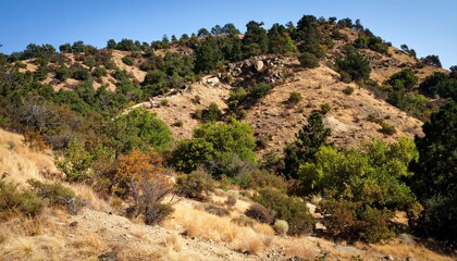 Hillside rewilding zone with native bushes, untouched rocks, and restored soil patterns blending into dry forest edge