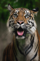 Sumatran tiger (Panthera tigris sumatrae) beautiful animal and his portrait