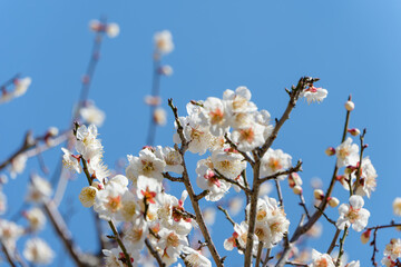 青空に映える白梅の花