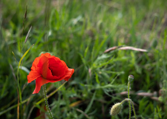 red poppy flower