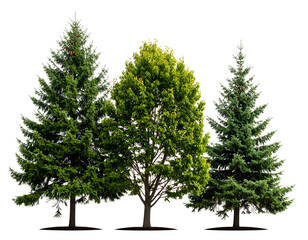 A beautiful collection of evergreen and deciduous trees thrives with rich green leaves and needles.