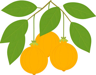 Lush green leaves frame three plump orange fruits, creating a vibrant display of natural abundance.