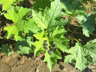 The plant luffa acutangula or luffa aegyptiaca with black seeds grows in a vegetable garden.