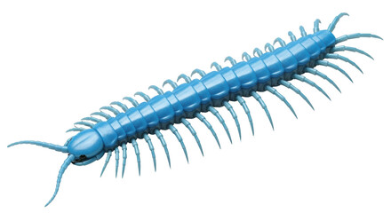 Isolated Centipede