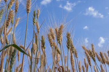 Golden wheat spikes reaching toward clear summer sky – nature agriculture background