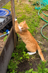 A red - haired village cat in a collar. Close-up. Against the background of nature. Seasonal...