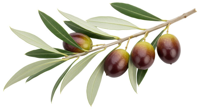 Isolated branch of olives