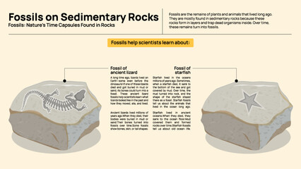 Types of Metamorphic Rocks Infographic – Heat and Pressure Transformed Rock Types