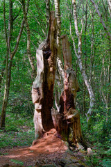 Remains of an ancient oak tree in Sherwood forest.