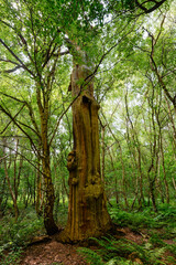 Tall weathered remains of an oak tree in Sherwood Forest.