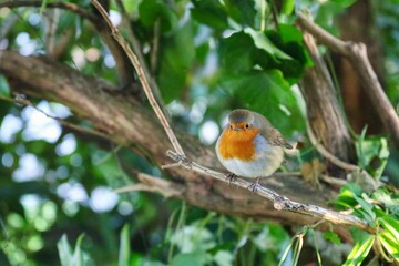robin on a branch
