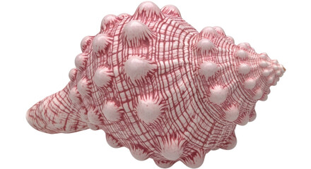 Isolated Seashell