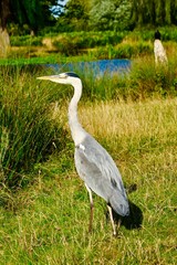 great blue heron