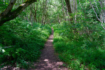 Narrow footpath through the undergrowth in Sherwood Forest.