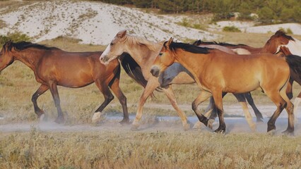 Horses running near Belogorsk in Crimea raising dust at sunset