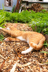 A red - haired village cat in a collar. Close-up. Against the background of nature. Seasonal...