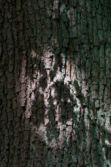 Blurred shadows of oak leaves on an oak tree trunk.