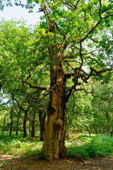 The trunk of a decaying oak tree standing in Sherwood Forest.
