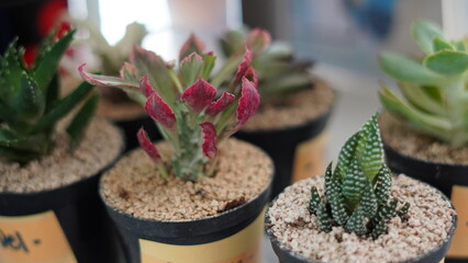 Close-up of vibrant succulents in black pots filled with gravel, highlighting their unique...