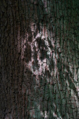 Blurred shadows of oak leaves on the rough bark of an oak tree.