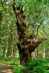 The gnarled trunk of an old oak tree in Sherwood Forest.