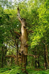 The gnarled remains of an oak tree in Sherwood Forest.