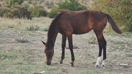 Chestnut horse grazing contentedly amid verdant grassland, basking in golden sunlight with serene...