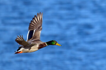 Stockenten Erpel im Flug
