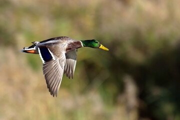 Stockenten Erpel im Flug