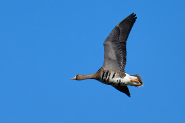 Blässgans im Herbst im Flug an der Ostsee	