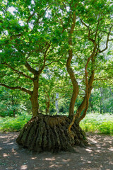 The Medusa Oak tree in Sherwood Forest.