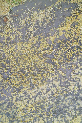 Yellow Flower Petals on Gray Pavement