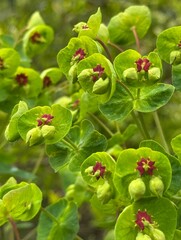 Portrait image of green and red euphorbia foliage