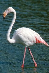 Flamant rose, Phoenicopterus roseus, Greater Flamingo, Camargue, 13, Bouches du Rhone, France