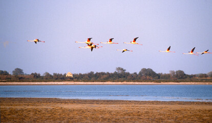 Flamant rose, Phoenicopterus roseus, Greater Flamingo, Camargue, 13, Bouches du Rhone, France