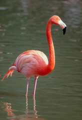 Flamant des Caraïbes,Phoenicopterus ruber, American Flamingo, Réserve nationale Celestin, Méxique