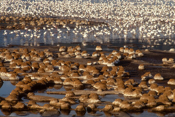 Obraz premium Flamant nain, Phoeniconaias minor, Lesser Flamingo, Nids, Parc national, Lac Bogoria, Kenya