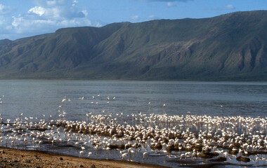Flamant nain, Phoeniconaias minor, Lesser Flamingo, Nids,  Parc national, Lac Bogoria, Kenya