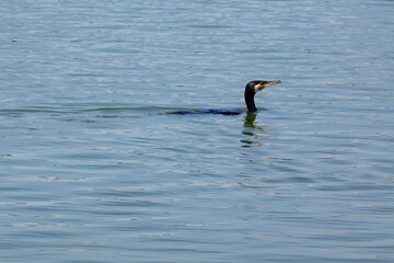 Cormorant swimming in the water searching for food