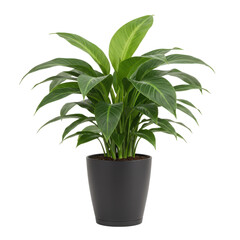 Potted green plant with glossy leaves in modern black pot  